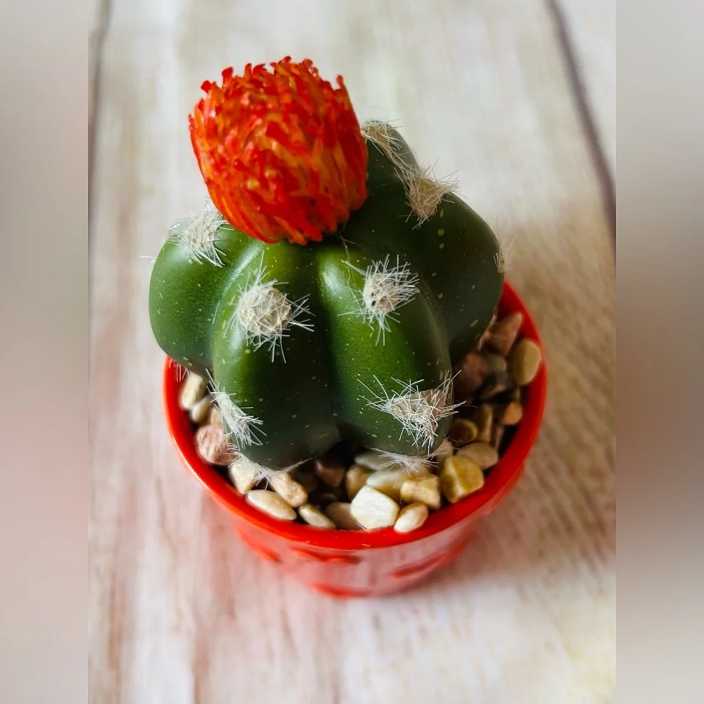 Celebrate Together Artificial Cactus Succulent Mini Plant Bundle 3pk NWT